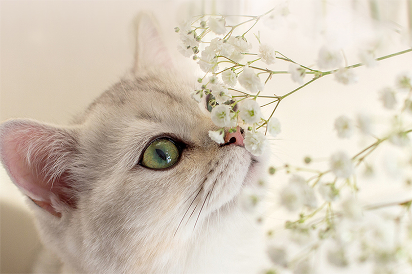 cat smelling